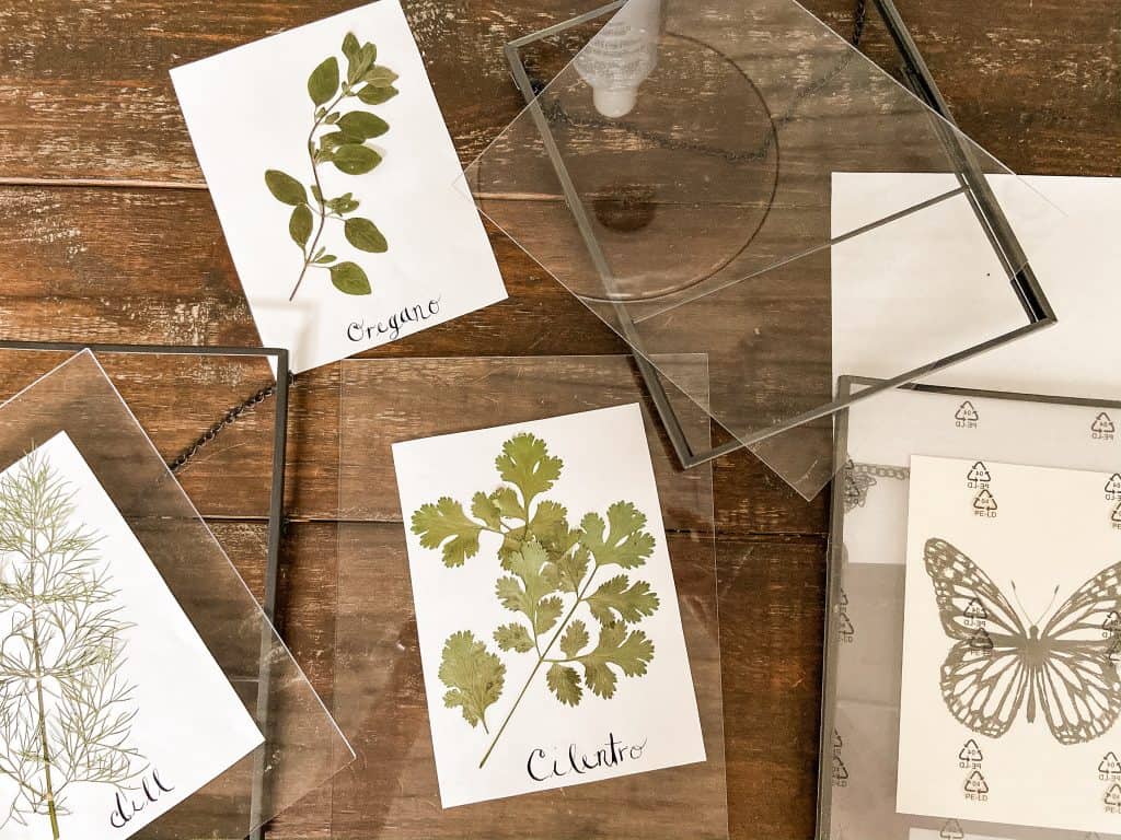 Using pressed glass frames make your pressed botanical herbs look great and it's a fun DIY project for all ages.  