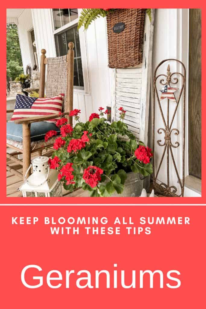 Best Tips to keep your geraniums blooming all summer long.  