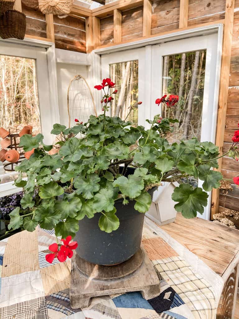 Overwintering of Geraniums for budget friendly gardening.