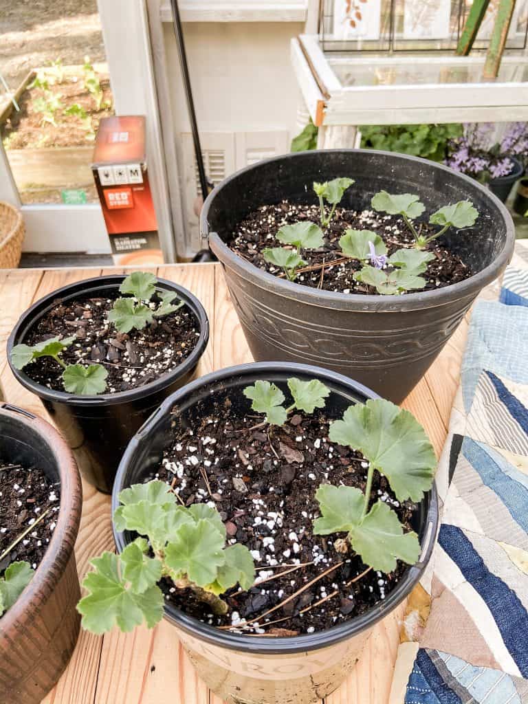 overwintering of geraniums you can propagate them for winter storage. 
