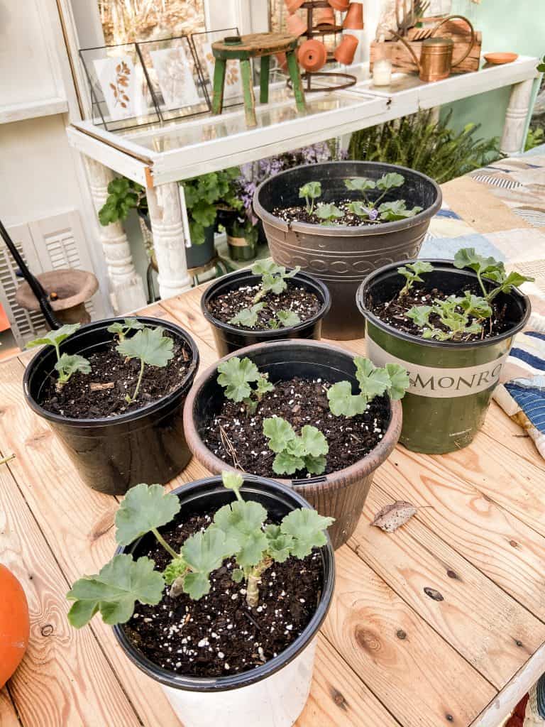 overwintering of geraniums you can propagate them for winter storage. 