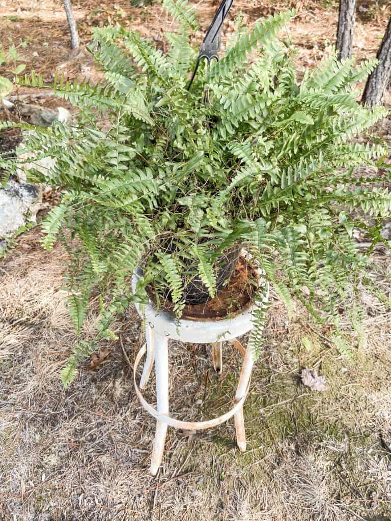 Trim Ferns to overwintering of ferns 