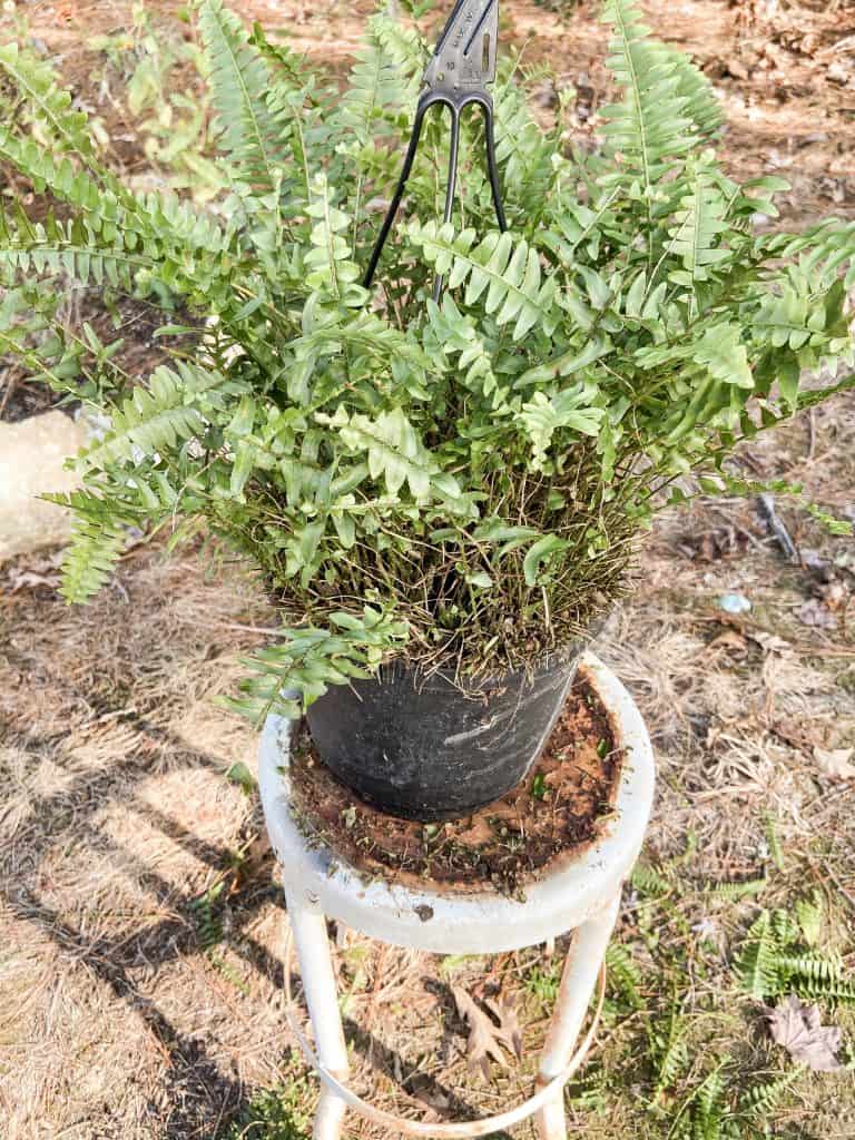 Give ferns a hair cut to overwinter ferns and save for Spring