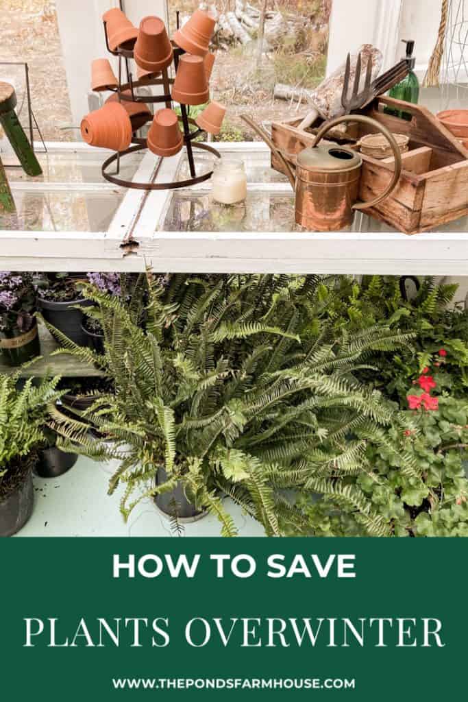 How to Save Plants Over Winter to Save Money in the Spring