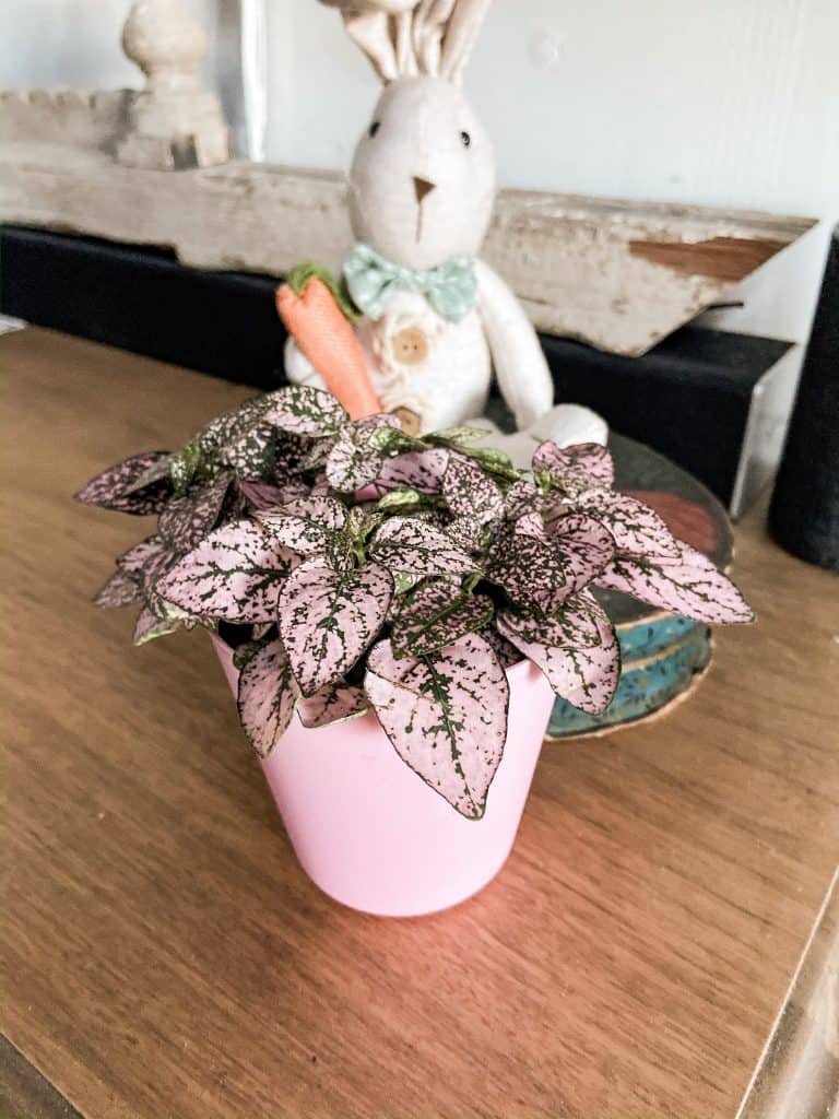 Easter rabbit and Easter plant