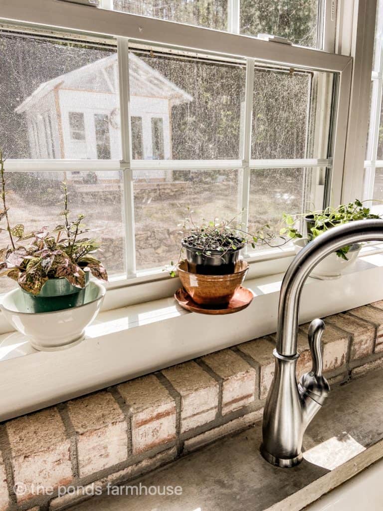 Farmhouse window filled with plants in vintage container with a view of the DIY Greenhouse.