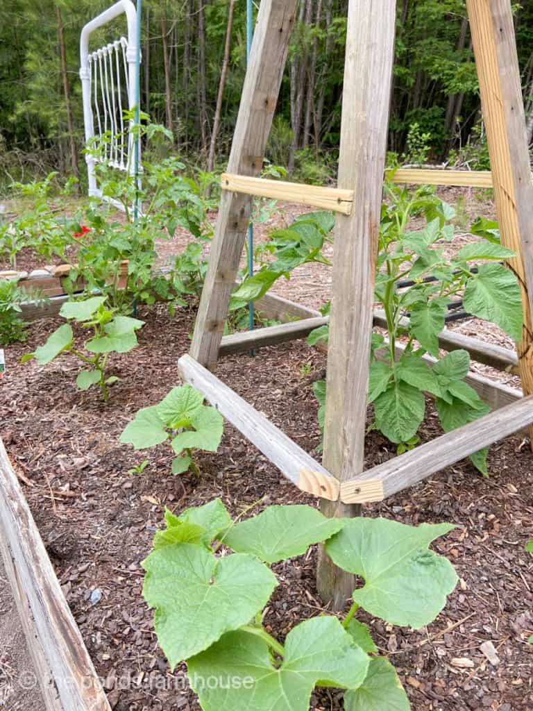 DIY Obelisk for growing vegetable like tomatoes.  