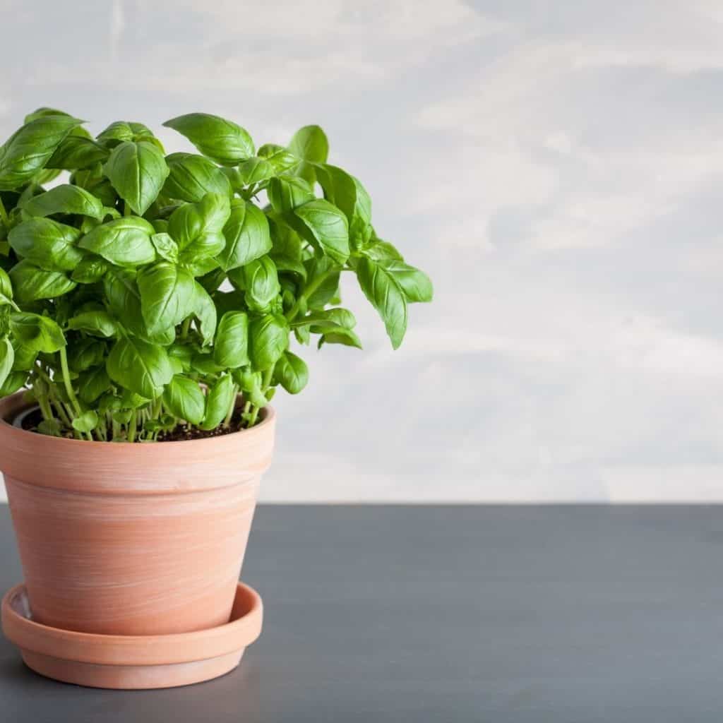 Basil is a best herb to plant because it's basically disease free.