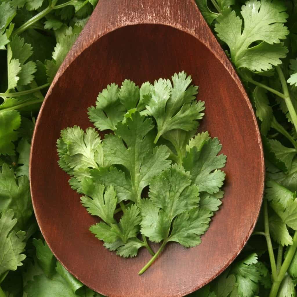 Cilantro is a delicious herb to grow.