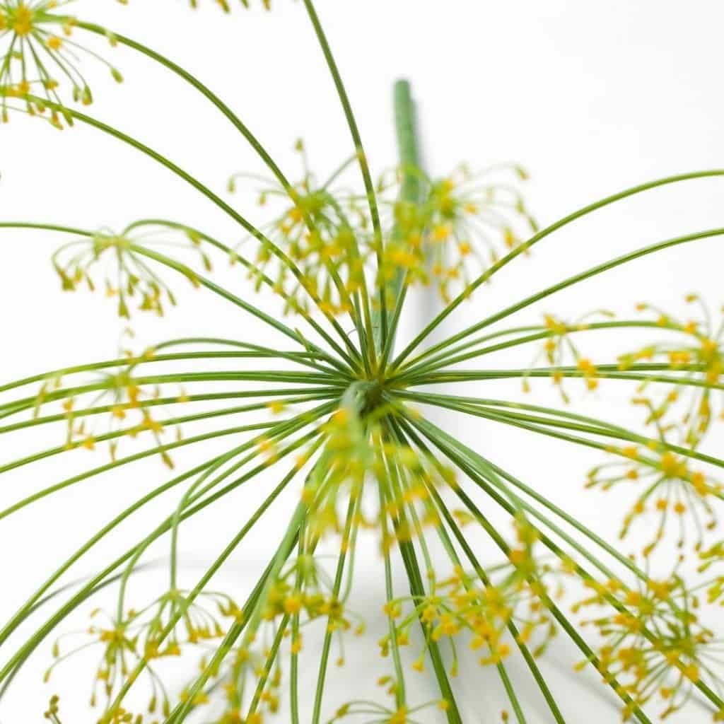 Dill will turn to seed if buds are not pinched off.  The seeds are excellent for pickling.