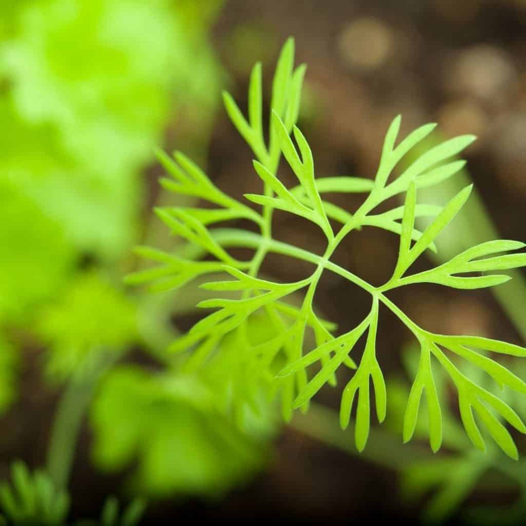 Dill can be used in many recipes and is a great herb to grow.