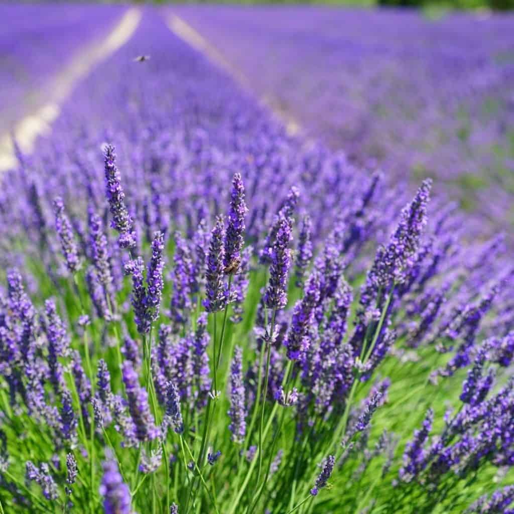 Lavender is fragrant and beautiful herb