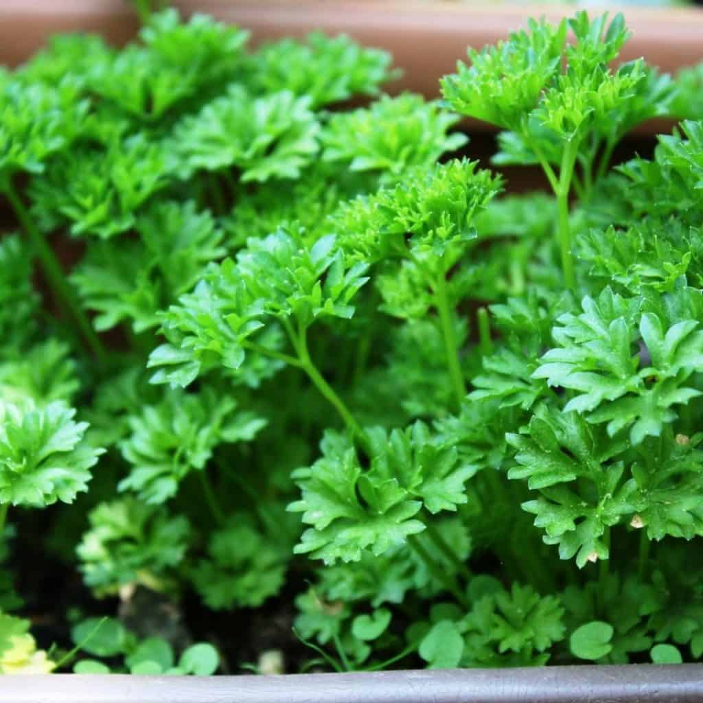 Parsley is easy to grow and great for garnish.