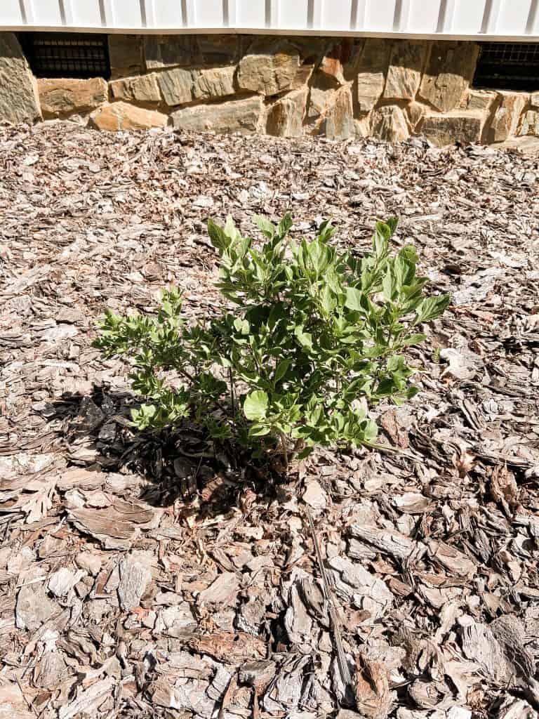 Lilac bush that was split using this simple technique and transplanted to another part of my yard