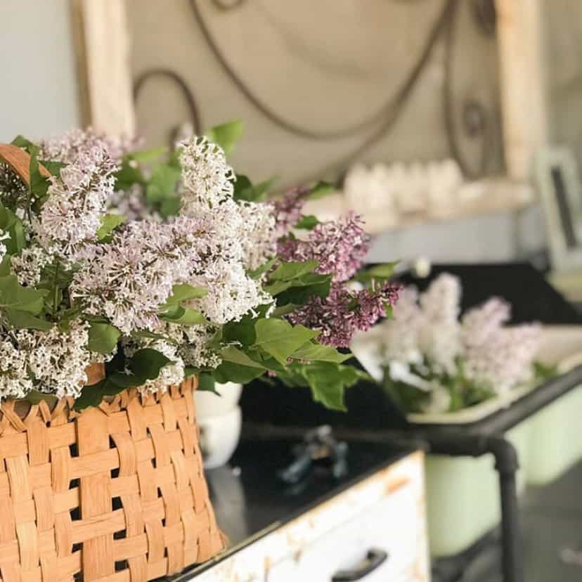 Lilacs in a basket from the mother plant that I used to split into more lilac bushes.  