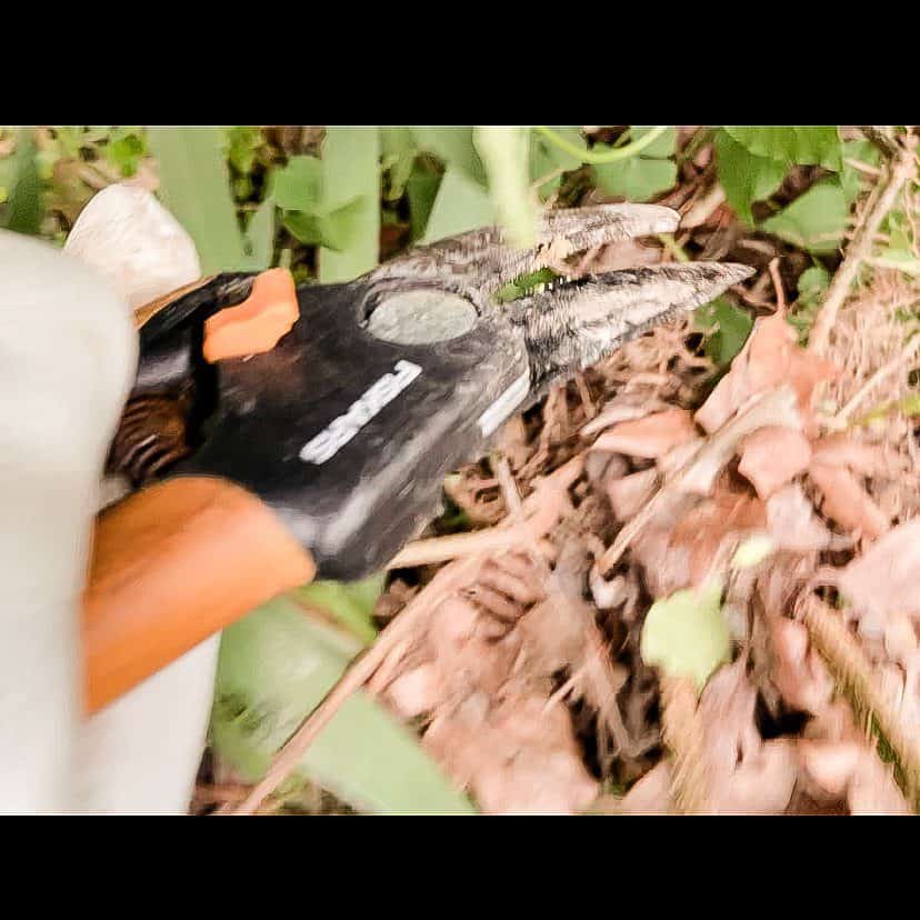 cut propagate lilac stem away from mother plant.  