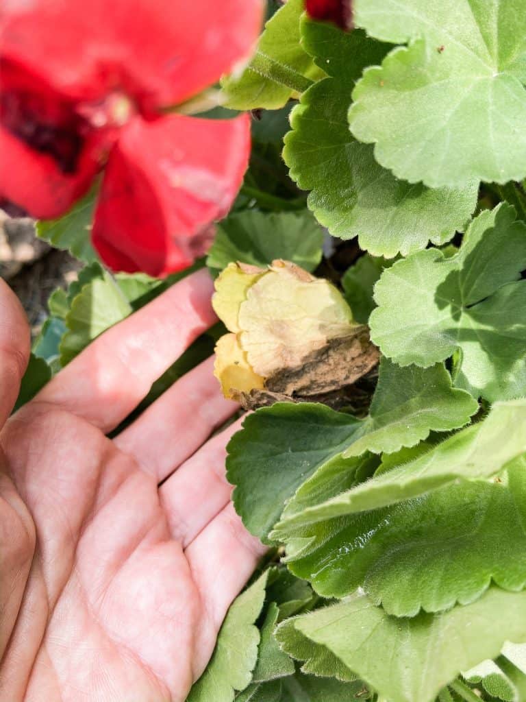 See how to dead head geraniums to keep them blooming and remove dead leaves to keep nutrients flowing to the flower blooms