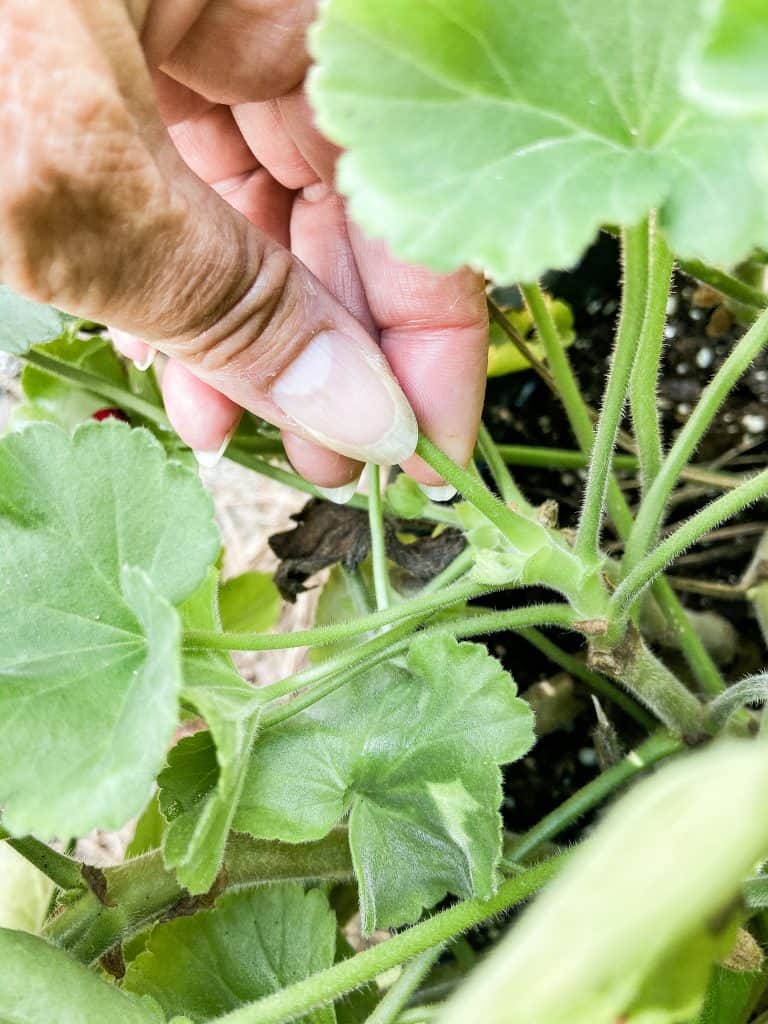 See how to dead head geraniums to keep them blooming