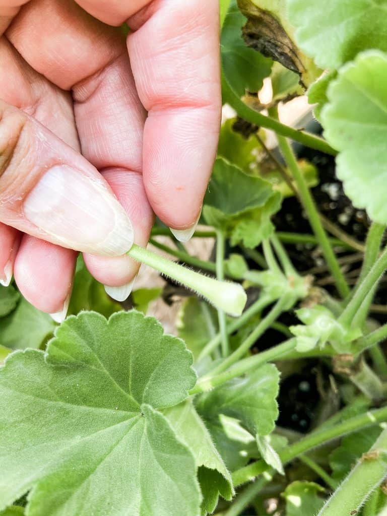 See how to dead head geraniums to keep them blooming