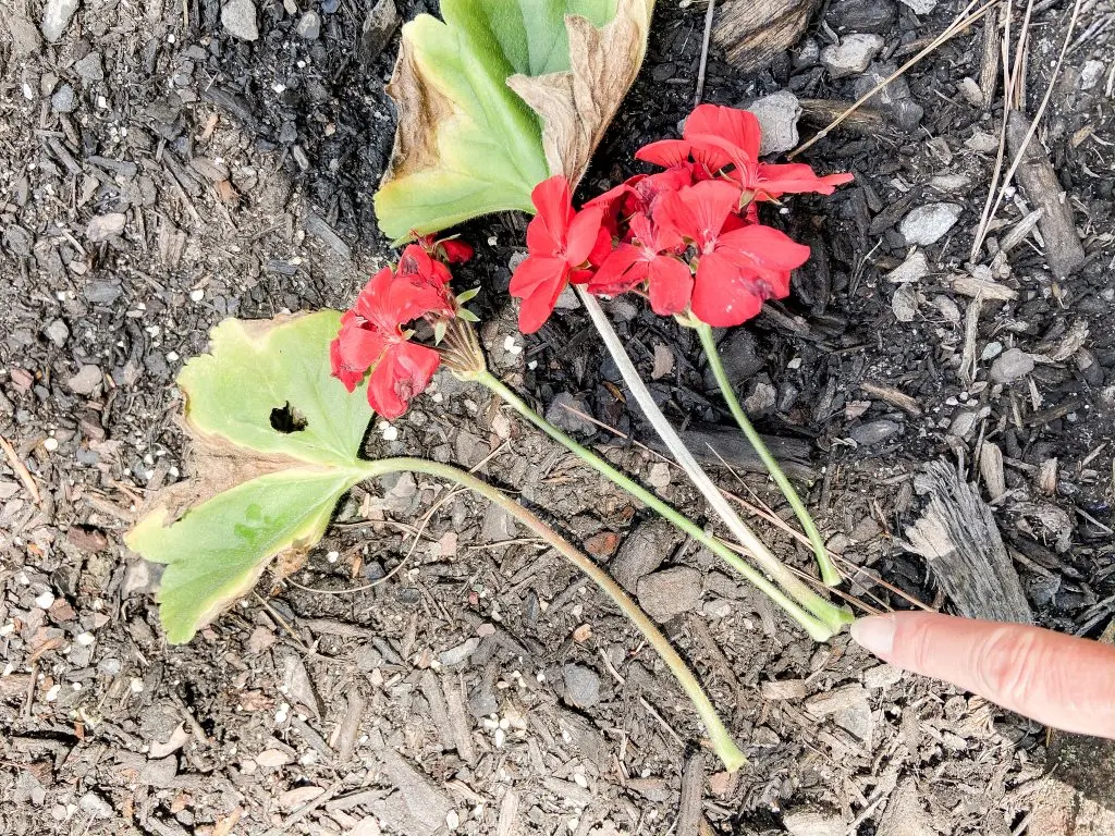 Know where to break the stem on geraniums