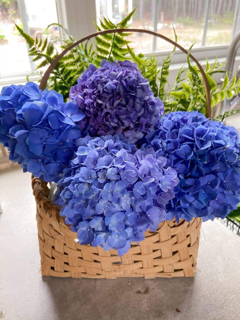 Beautiful Fresh Picked Hydrangeas look beautiful arranged in a basket.  See how to keep them watered and more.   