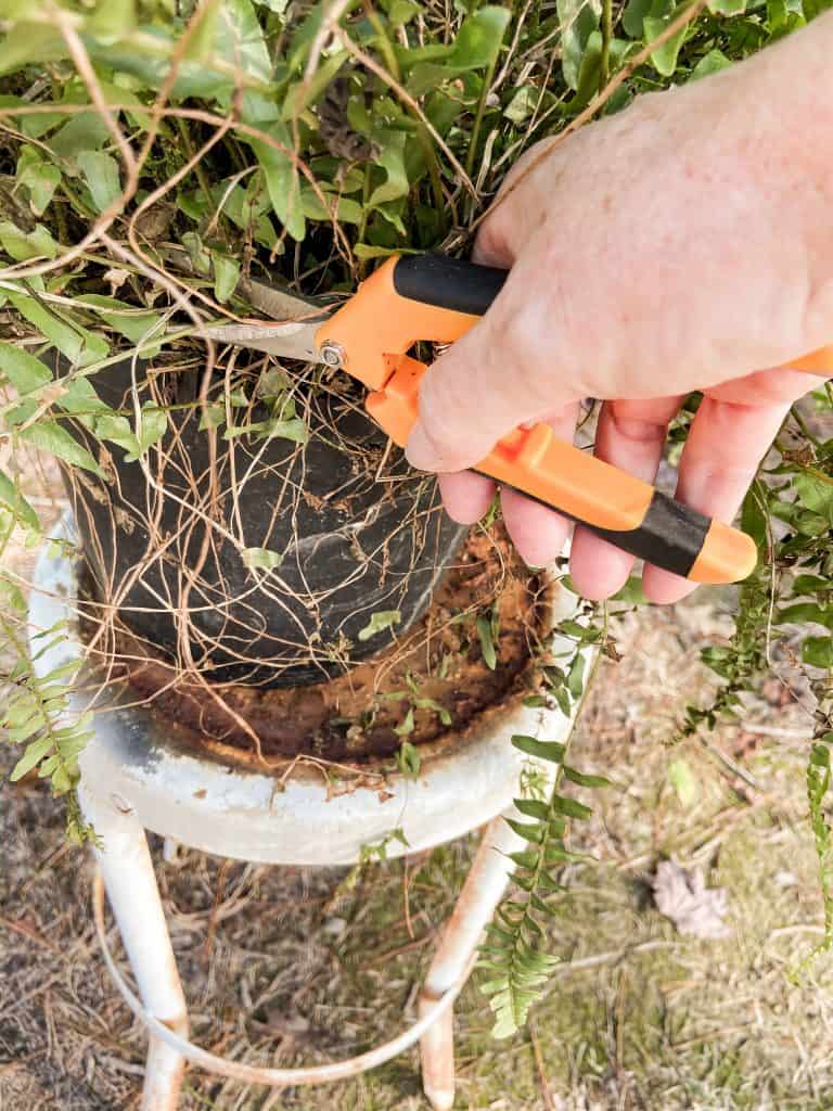 Give ferns a hair cut to overwinter ferns and save for Spring - save in Greenhouse