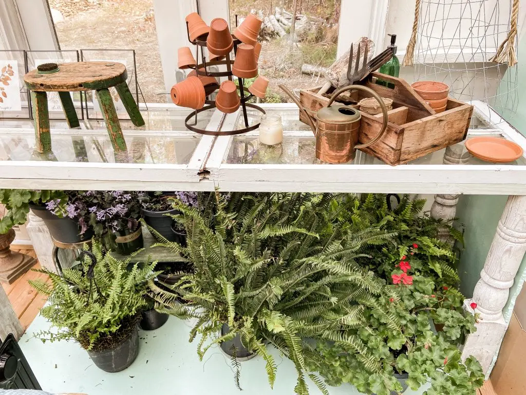 Gather ferns and plants together to keep warmer on cold nights