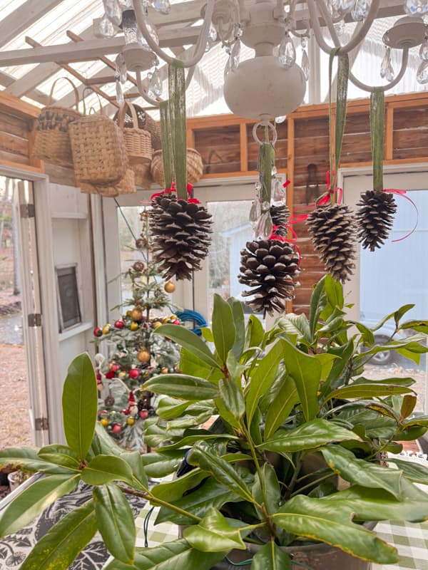 Foraged pinecones hanging from pretty ribbons on the DIY Repurposed Chandelier in DIY greenhouse.j