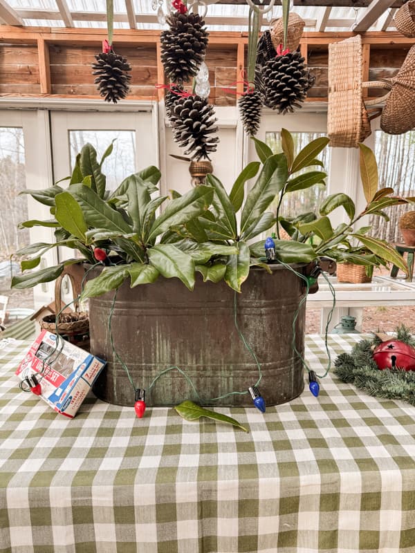 Greenhouse Decorating for Christmas with Vintage Copper Boiler and Real Magnolia Leaves