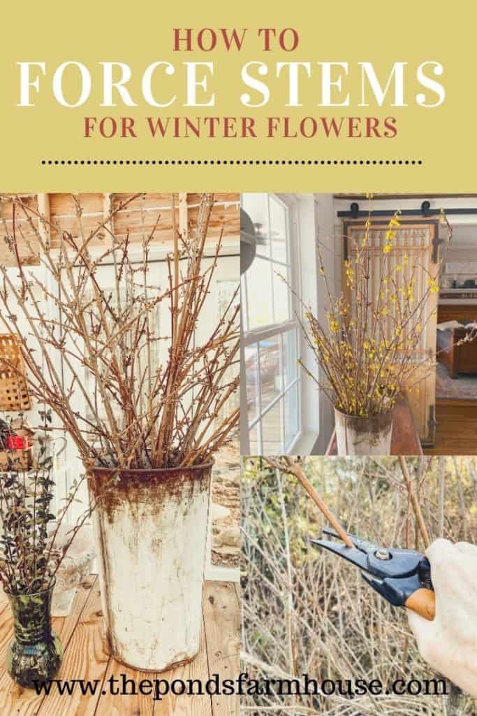 How to force stems for Winter Floral Arrangements - Forsythia or yellow bells, quince, and bulbs