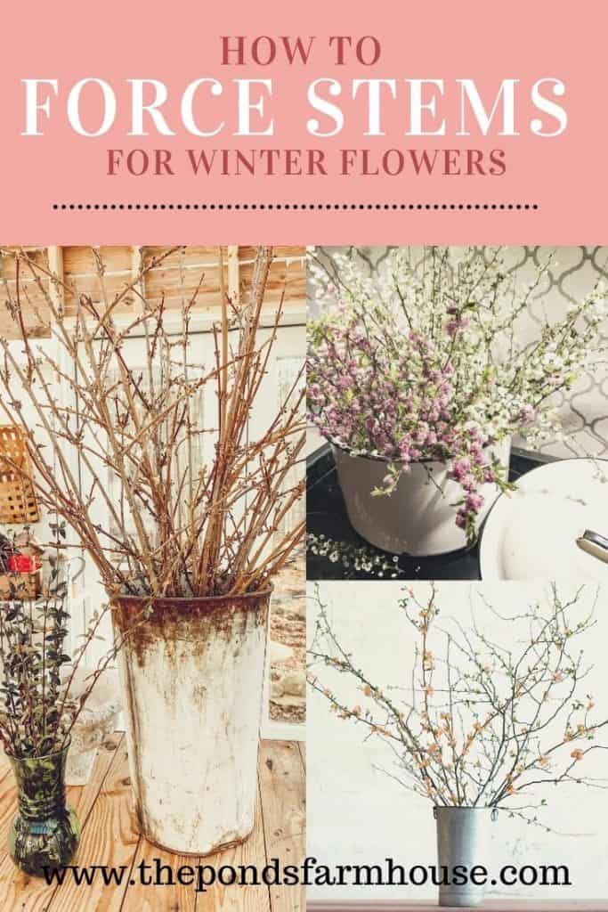 How to force stems for winter flowers.  Easy to force blooms of forsythia or fruit blooms.   