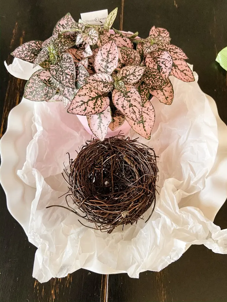Easter plant and nest