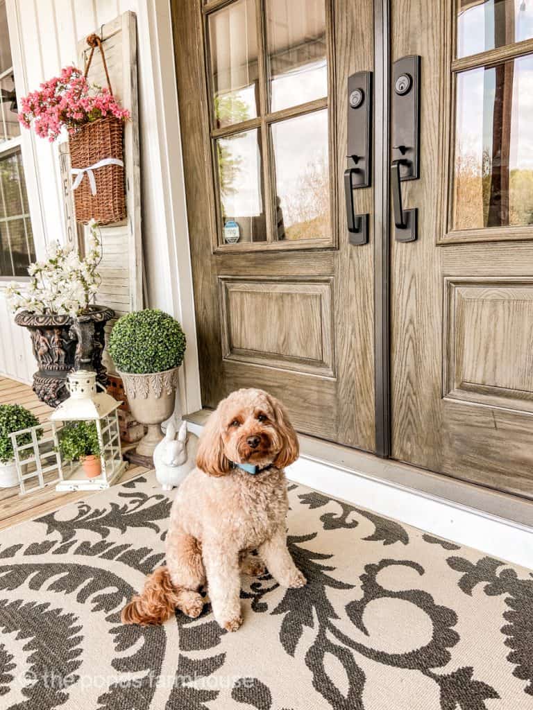 Decorated front door entry. Mini golden doodle. Front door rug.