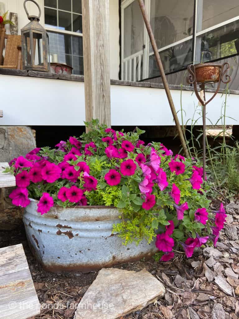 an old galvanized tub filled with petunias.  