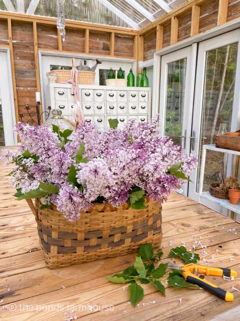 Propagate Lilacs for a basket full each spring
