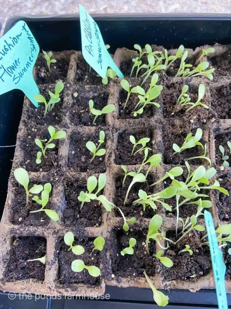 Flower seedlings for a cutting garden 