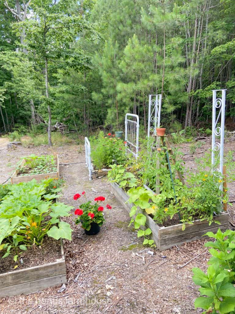 Architectural Salvage used in the garden to allow plants to climb - Inexpensive vintage gardening ideas. 