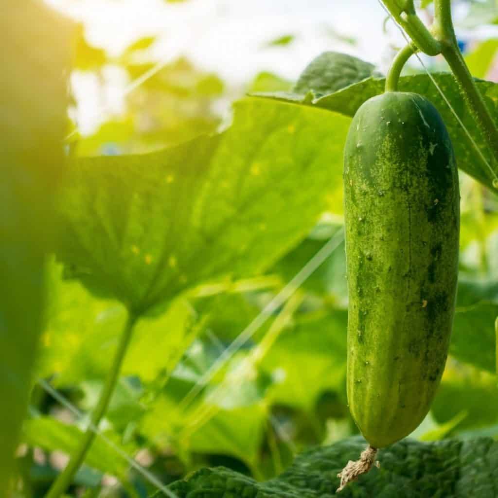 Fresh Summer cucumbers on the vine.