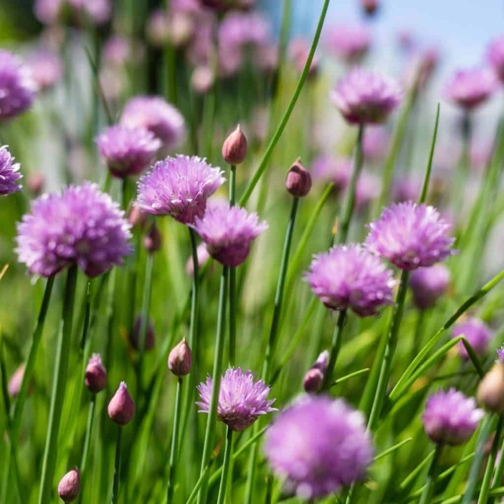 Chives are beautiful herb to plant