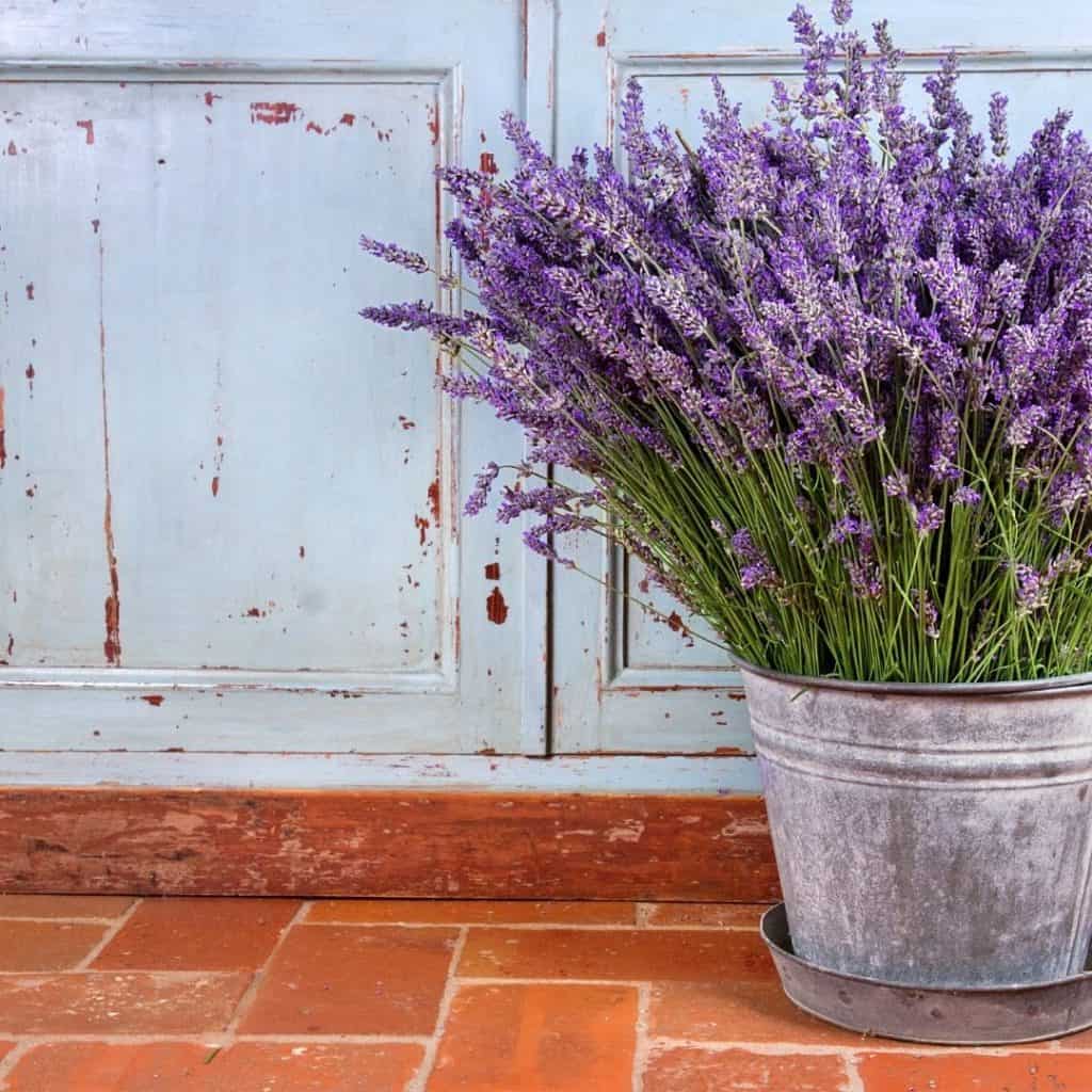 Harvest lavender for great floral arrangements and fragrant scent.