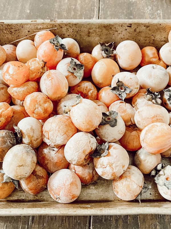 Gather persimmons to make a persimmon pudding on Dirt Road Adventures - I'ts Persimmon Season