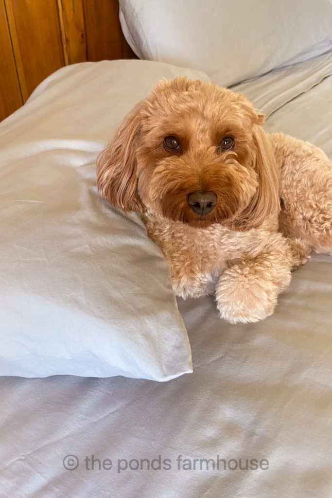 Rudy has changed a lot in three years but Boll and Branch Sheets still look great.  Perfect for a good night of sleep - Best Master bedroom ideas