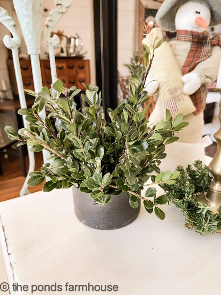 Boxwood works will in containers for the Christmas decor. Free Christmas Decorating Ideas with natural evergreens.