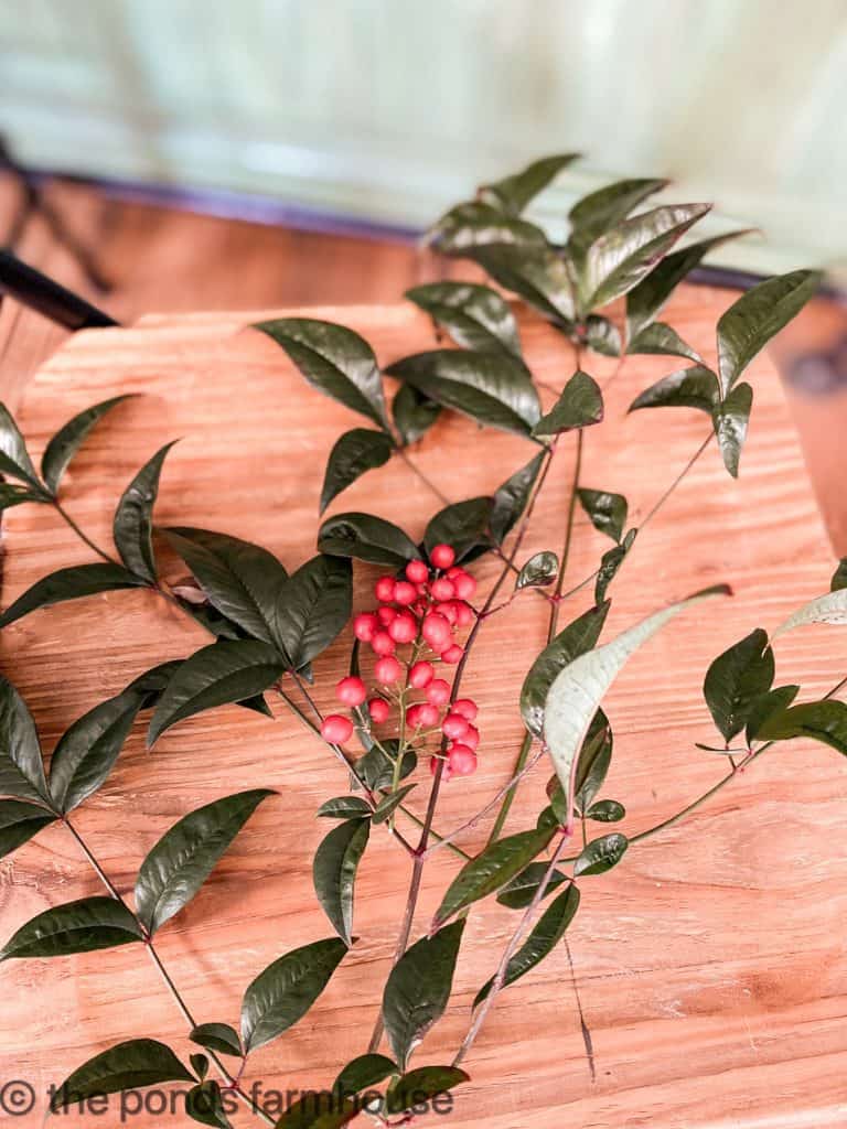 Nandina for Christmas Decorating