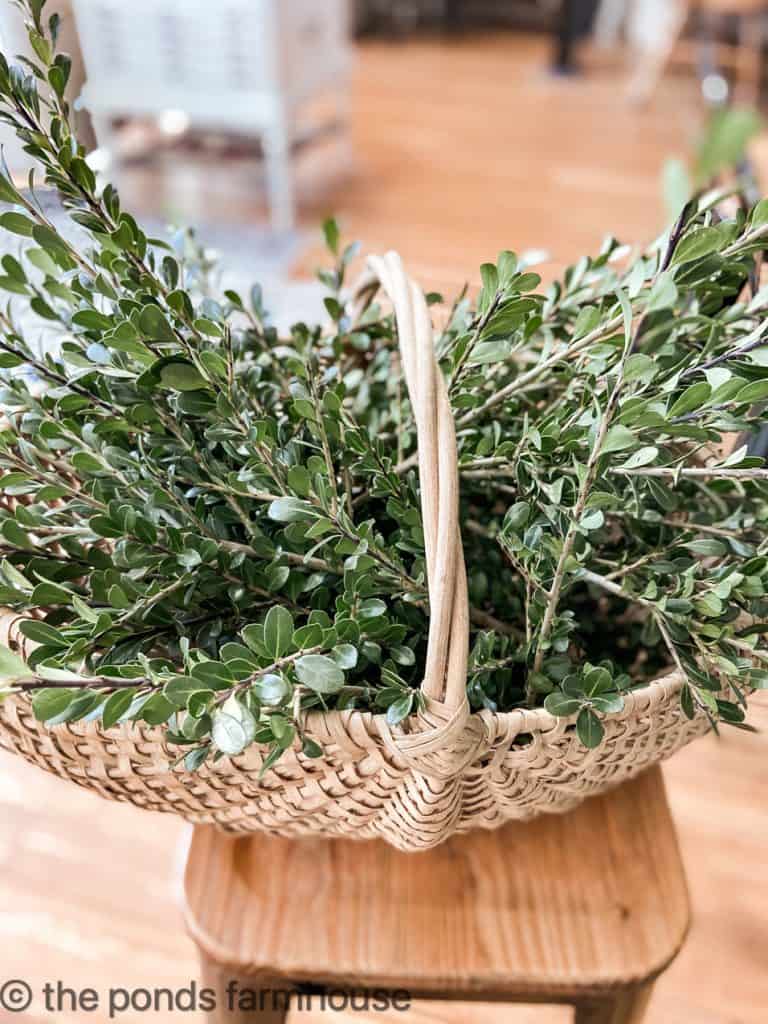Gathered Boxwood for Christmas in a basket.