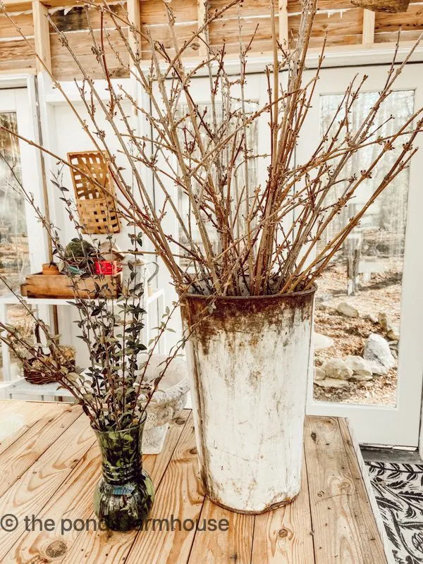 Place cut forsythia stems in containers with water to force blooms.