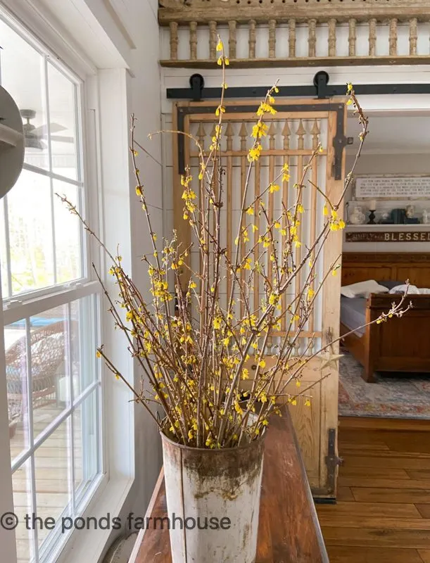 After two weeks, the forsythia branches are almost in full bloom.