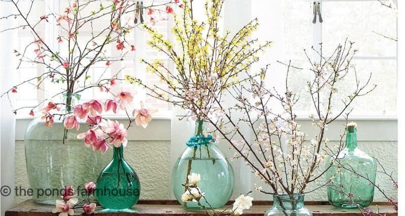 Image of forced forsythia, quince, and fruit blooms in green bottles. 