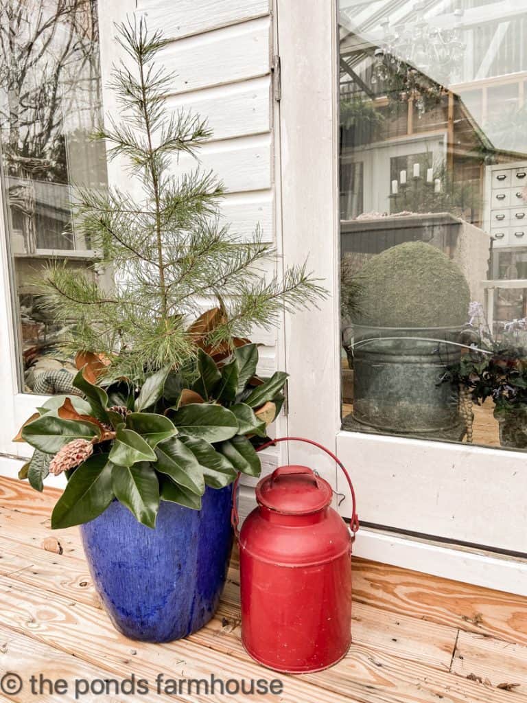Magnolia and pinecones surround a pine tree in a blue planter on Greenhouse porch.  Free Decor