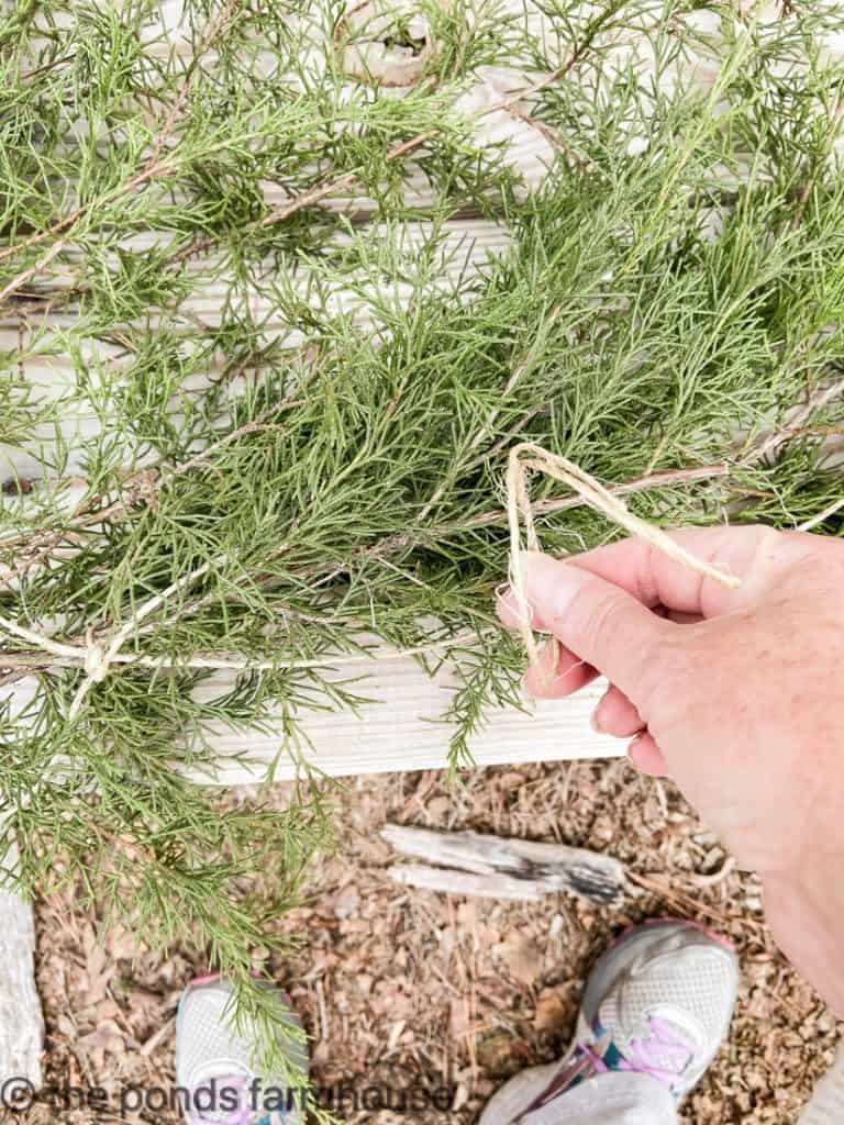 Tieing the fresh cedar to jute twine.